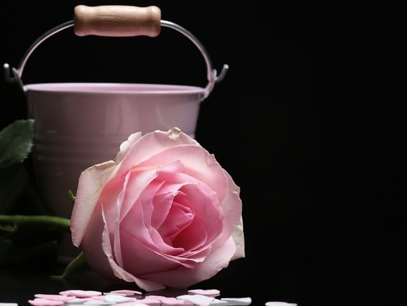 νεκρή ζωή, Photo Studio, τριαντάφυλλο, λουλούδι, πέταλο, ροζ, φυτό, κουβάς