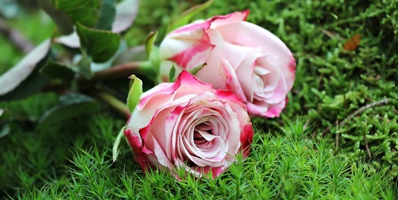 λουλούδι, Κήπος, καλοκαίρι, φύλλο, φύση, τριαντάφυλλο, ροζ, πέταλο, ρύθμιση