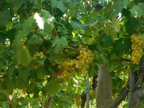 viticulture, nature, grapevine, vineyard, leaf, fruit, agriculture