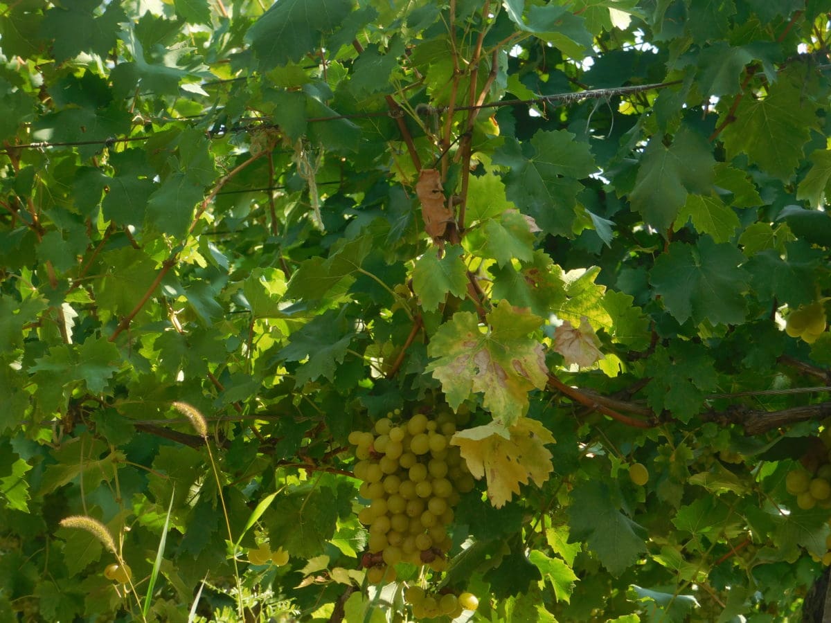 Grapevine, Vineyard, sommer, blad, tre, søn, Branch, natur, plante, oliage