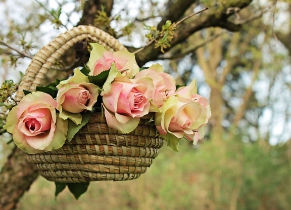 красива, природа, листа, цветя, кошница, Градина, розово, дърво