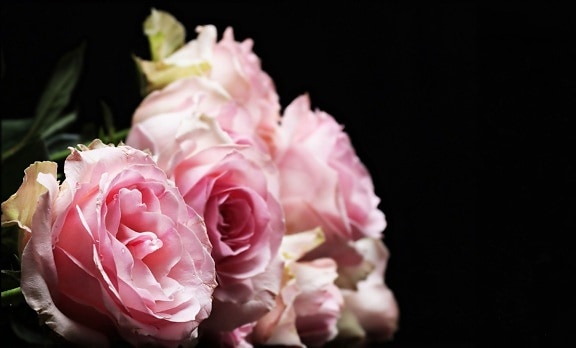 λουλούδι, τριαντάφυλλο, όμορφη, φύλλο, φύση, πέταλο, ροζ, φυτό