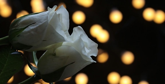 vit, ros, blomma, kronblad, natt, ljus, romantik