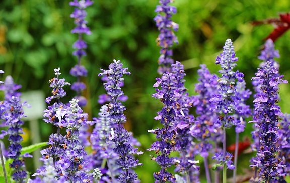 garden, nature, summer, flower, herb, plant, lavender