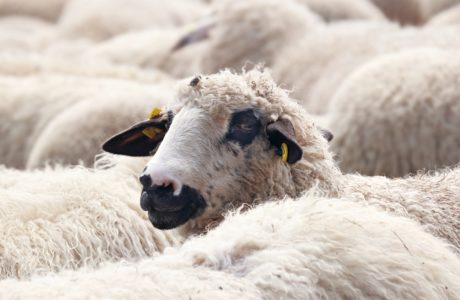 Free Images Sheep