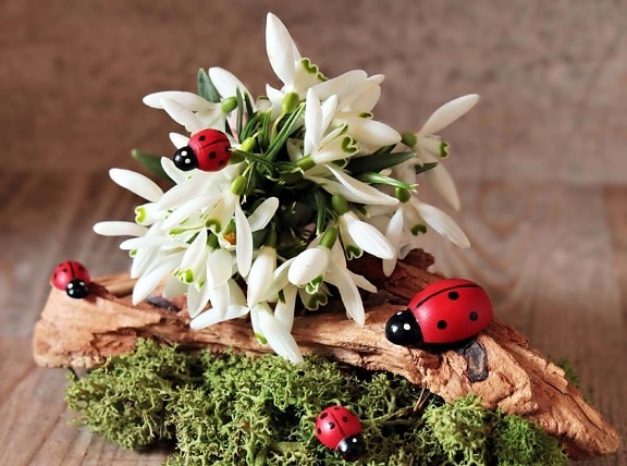 Mariquita, planta, insecto, flor, escarabajo
