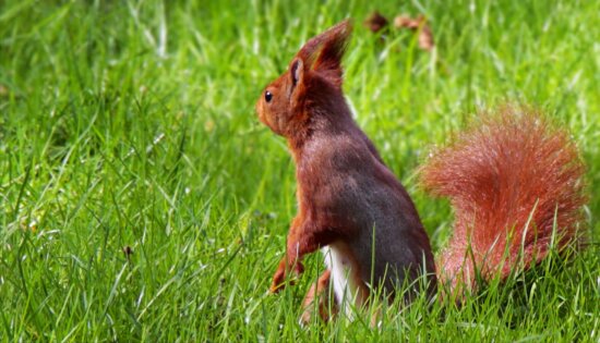 Free picture: rodent, brown squirrel, animal, tree, nature, wildlife, wood