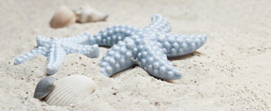 seashore, shell, starfish, ocean, sea, sand, seashell, beach