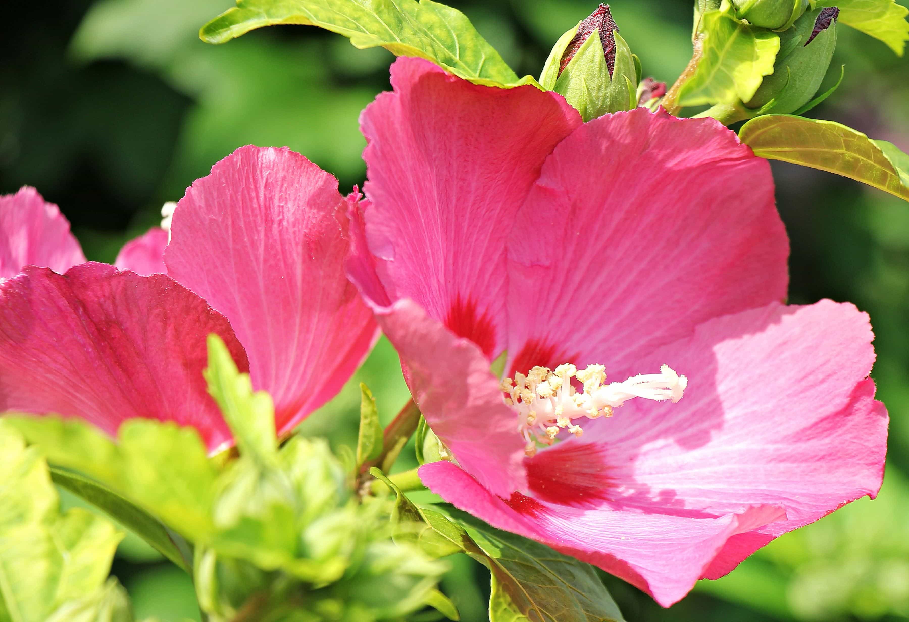 フリー写真画像 夏 花びら 自然 花 ハイビスカス 葉 庭 植物