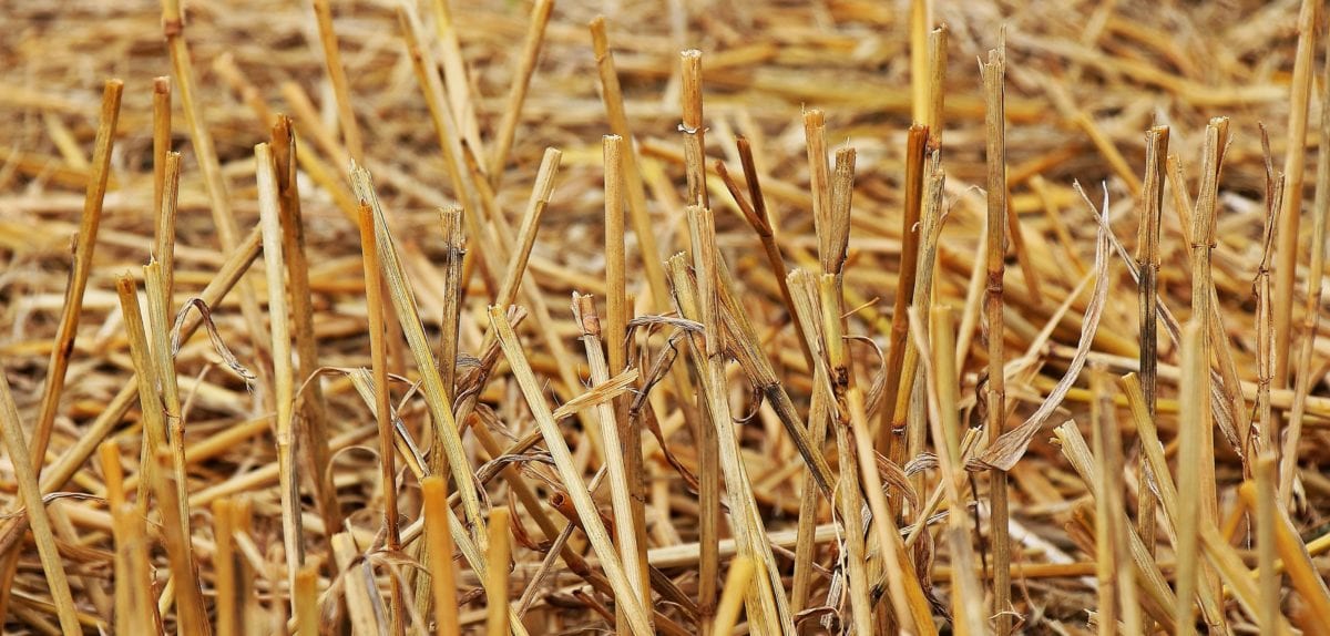 dry, outdoor, cereal, straw, field, agriculture, summer