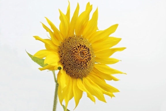 nature, sunflower, summer, flower, plant, agriculture, petal