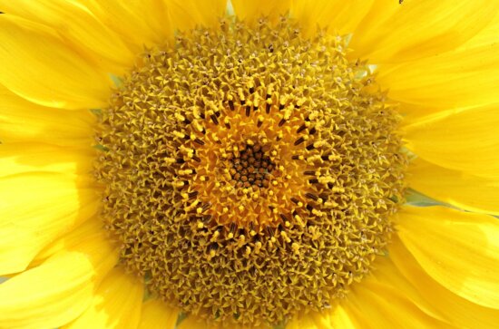 sunflower, flower, summer, nature, plant, petal, sun, blossom
