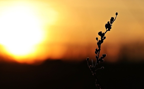 Sol, natur, solnedgang, daggry, silhuet, plante, himmel