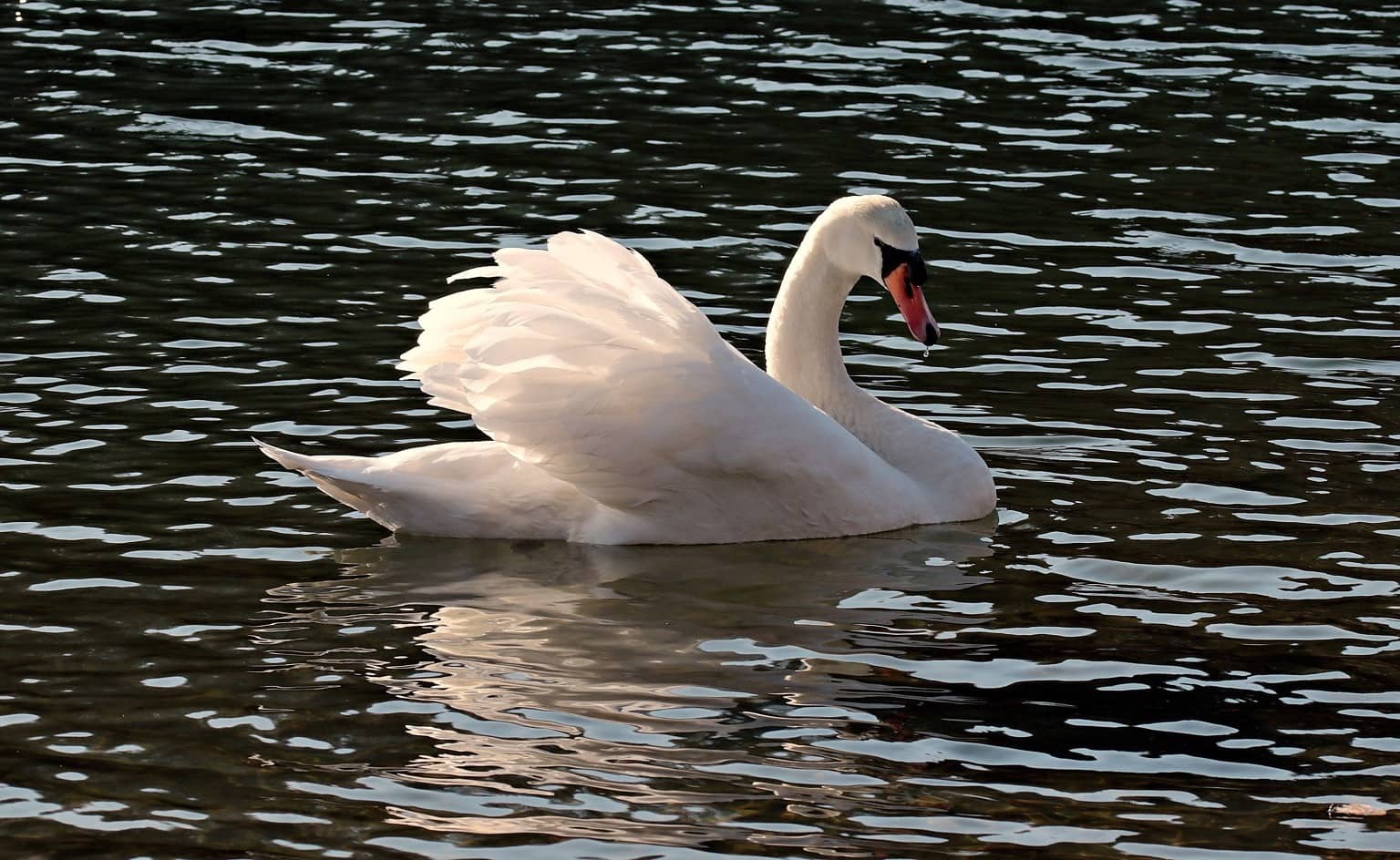 Лебедь на воде фото