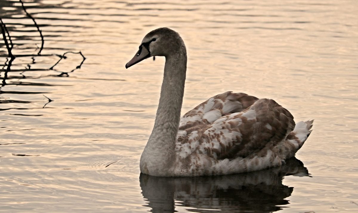 bird, swan, lake, reflection, water, waterfowl, goose