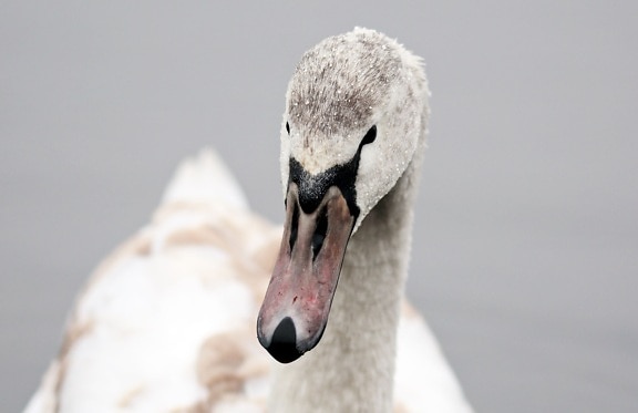 White Swan, vesi linnut, lintu, luonto, vesi, villieläimet, nokka