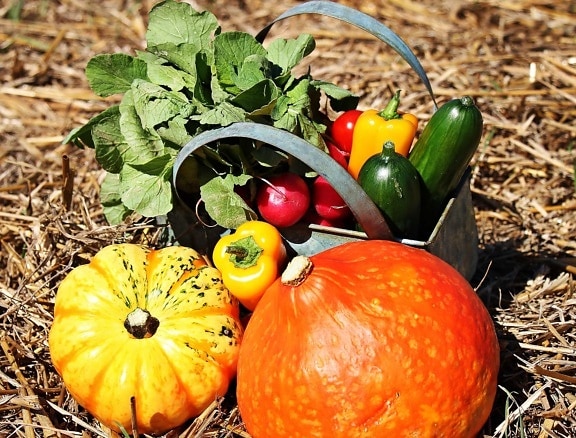 zelenina, list, dýně, jídlo, podzim, paprika, okurka, zemědělství