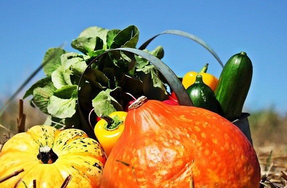 природа, на храните, тиква, зеленчуци, домат, есента, червен пипер, салата, краставица