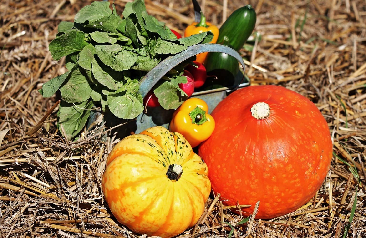 Тыква помидорами луком. Овощи вперед. Перец, редис, огурец, тыква. Thanksgiving Pumpkin. Картинки ботва огурцов и тыквы ночью.
