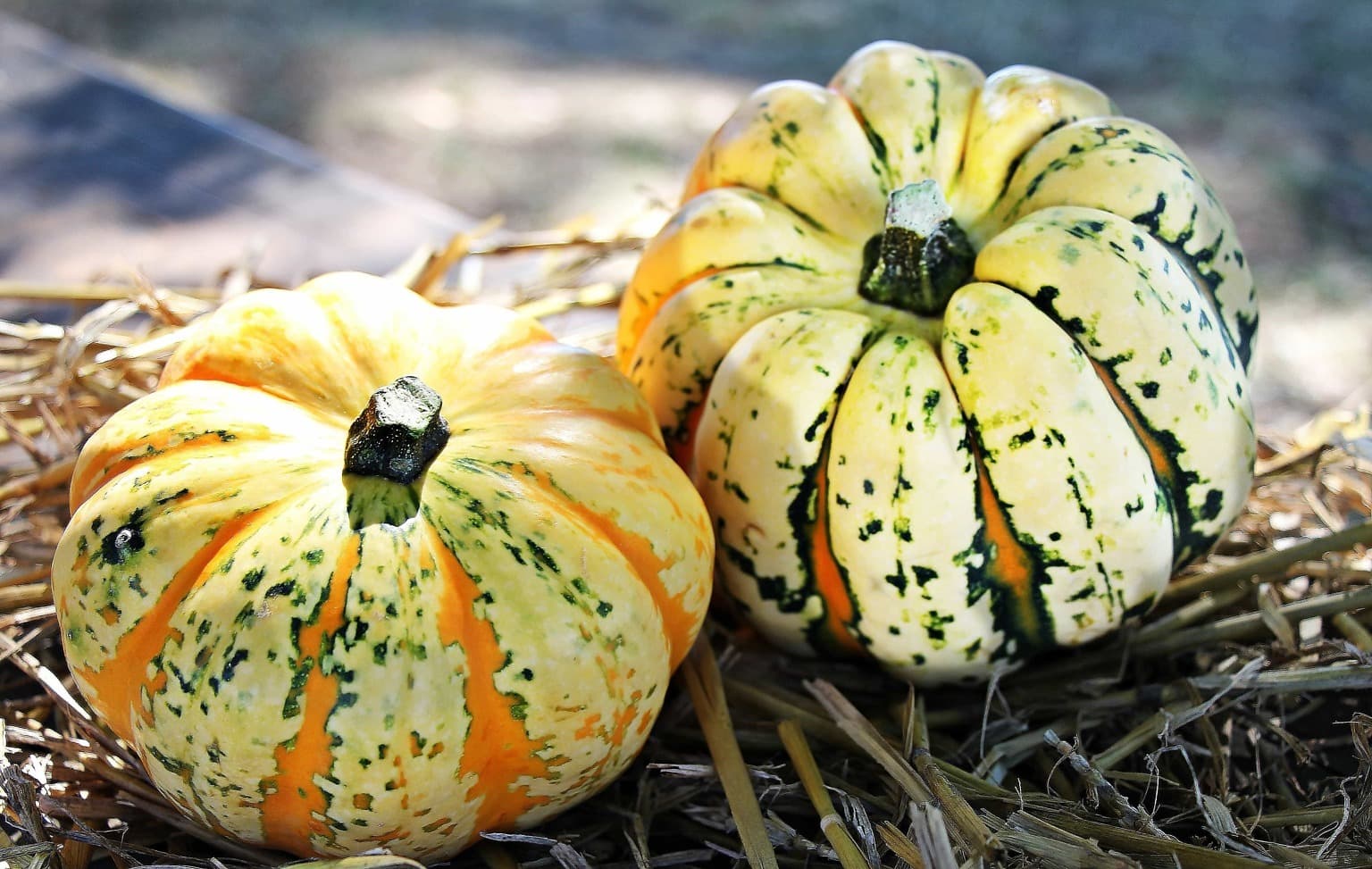 food. vegetable. beautiful photo. vegetables. vegetarian. details. autumn. ...