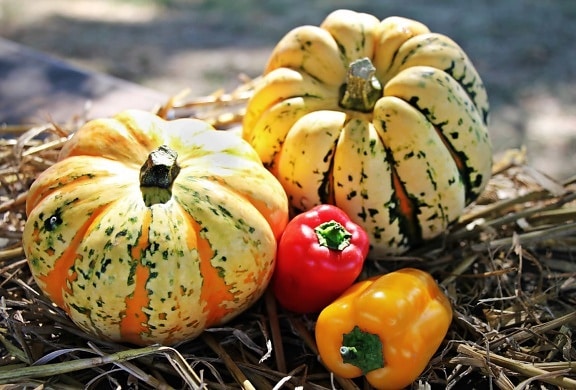 labu halloween, makanan, sayur, musim gugur, paprika, pertanian