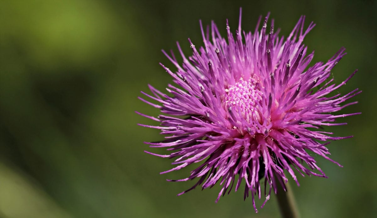 nature, thistle flower, pink, daylight, outdoor, herb, plant