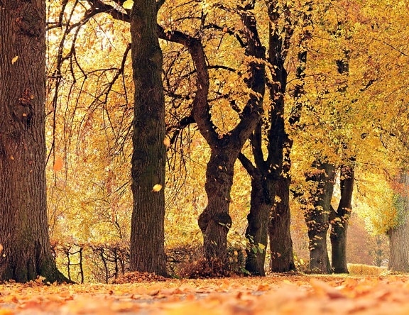 drvo, krajolik, list, priroda, ograda, jesen, šuma, stablo