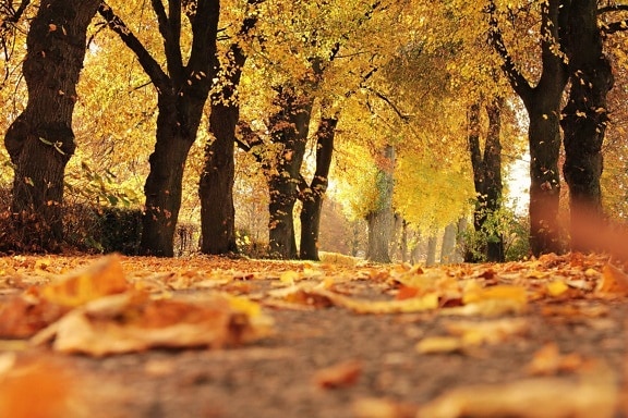 叶子, 木头, 自然, 树, 秋天, 森林, 叶子, 风景