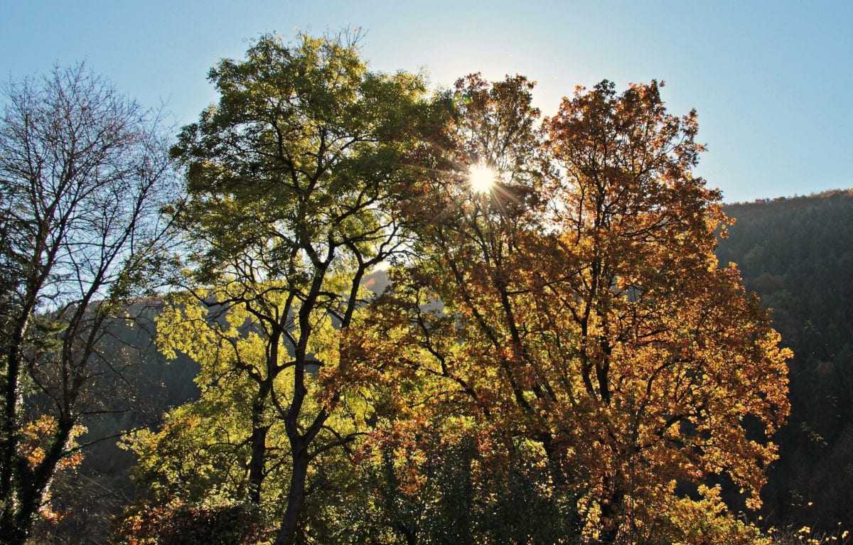 list, strom, příroda, dřevo, krajina, podzim, Les, slunce, modrá obloha