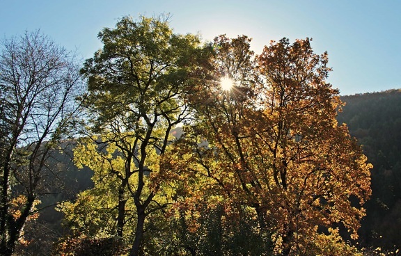 leaf, tree, nature, wood, landscape, autumn, forest, sun, blue sky