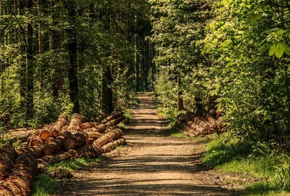 Forest Road, natuur, hout, boom, landschap, blad, milieu
