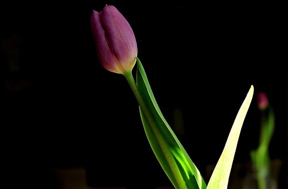 natura, fiore, tulipano, foglia, pianta, petalo, fiore, fioritura