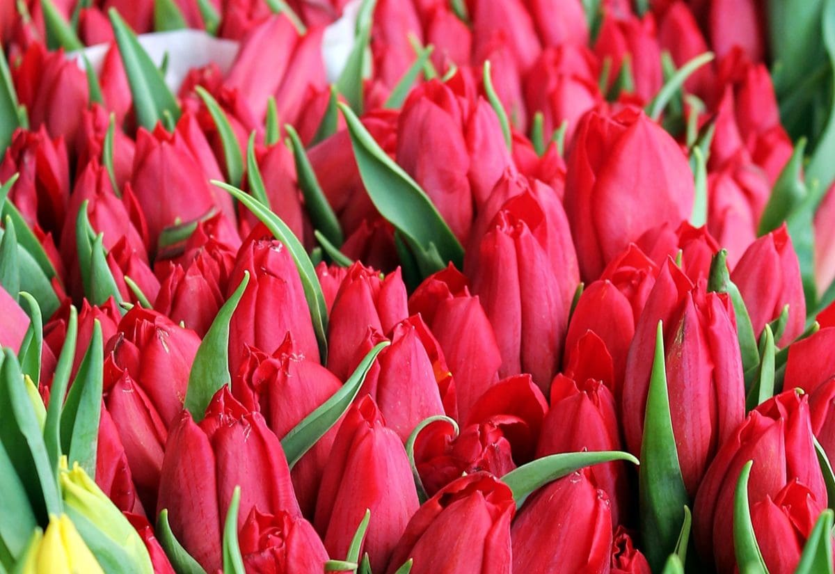 Vörös tulipán, kert, virág, természet, levél, növény, virág, virágos