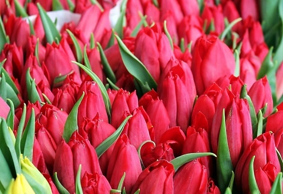 red tulip, garden, flower, nature, leaf, plant, blossom, bloom