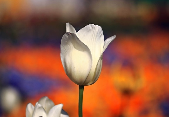 fiore, natura, bianco, petalo, tulipano, pianta, fiore, fioritura