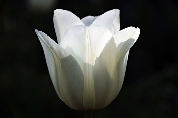 bílý Tulipán, květina, příroda, bílá, stín, okvětní lístek, květ, květ, rostlina