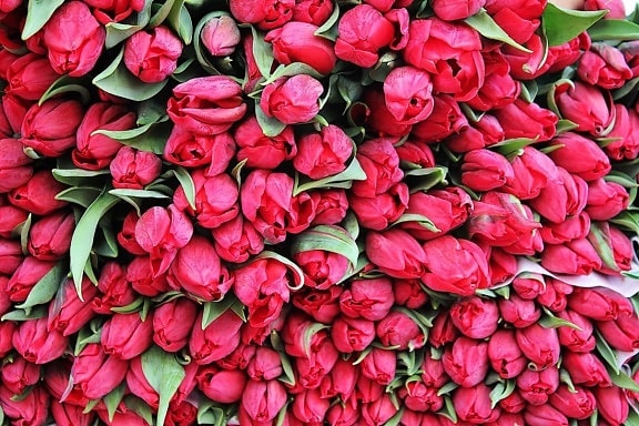 Vörös tulipán, csokor, kert, virág, levél, természet, szirom