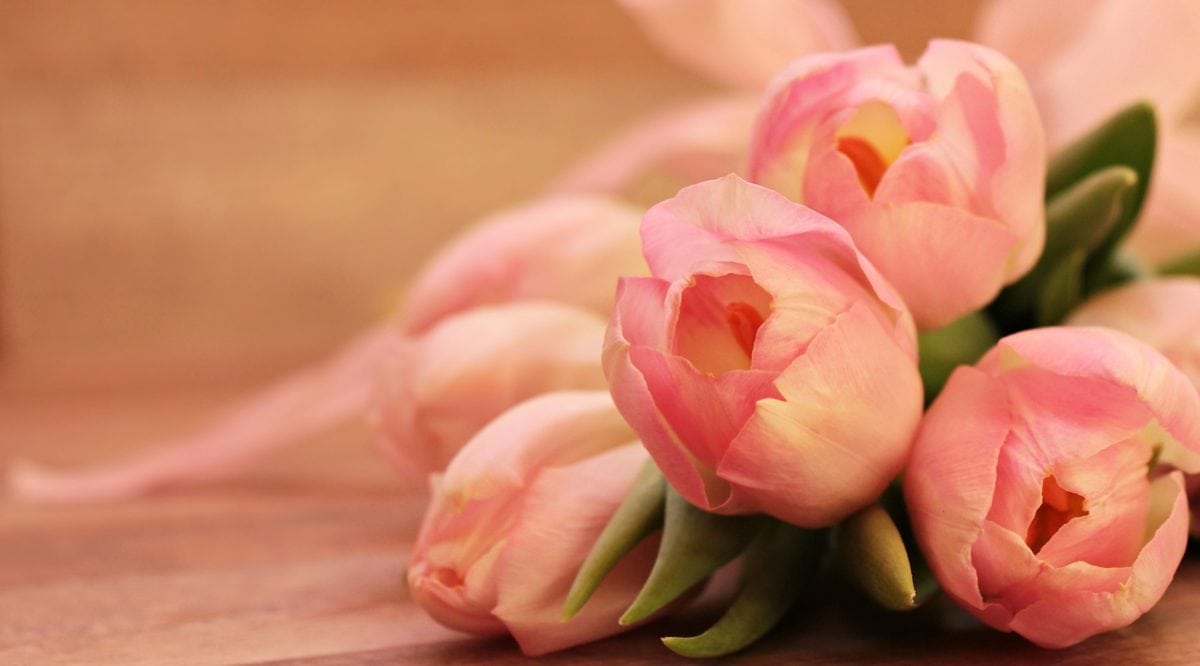 bunga, mawar, alam, pink, kelopak, tulip