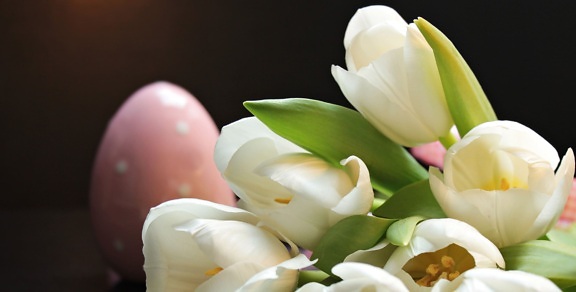 tulipa, flor, folha, natureza, branco, pétala, flor, planta