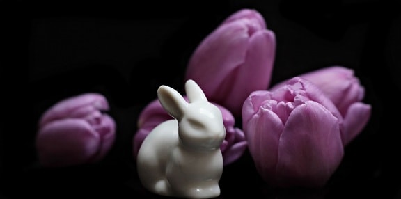 tulipán, Pascua, flor, color de rosa, Pétalo, flor, floración, conejo