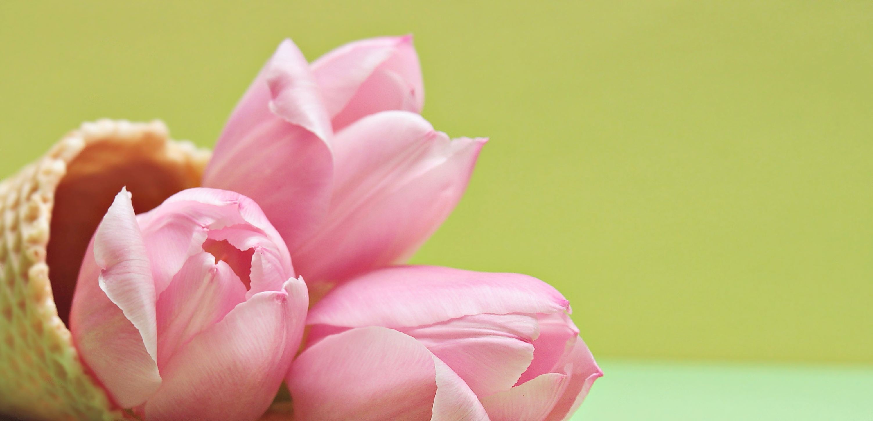 フリー写真画像 花 自然 ピンク 花びら チューリップ 植物 ブロッサム