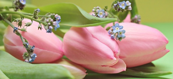 λουλούδι, φύση, φυτό, πέταλο, ροζ, βότανο, άνθος