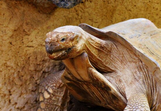 Free picture: big turtle, nature, reptile, tortoise, wildlife, head ...