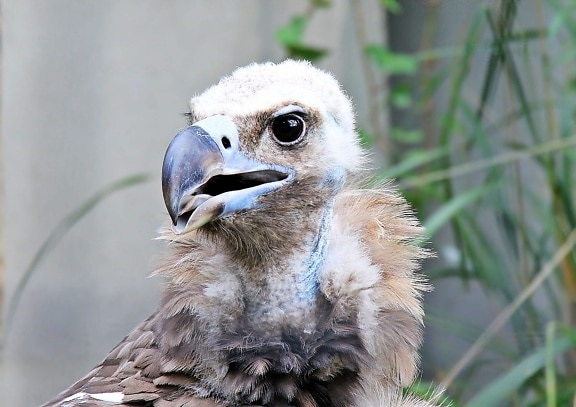 vulture, eagle, feather, wildlife, nature, animal, beak, bird, eye