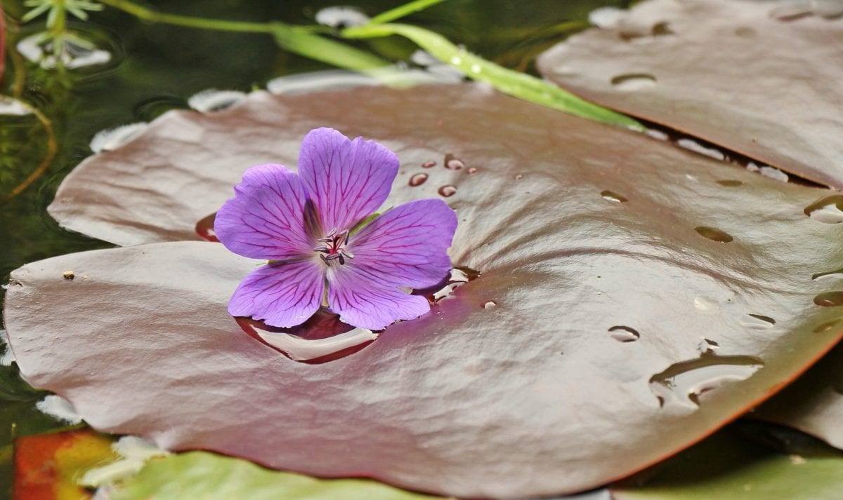 leaf, nature, purple flower, plant, pink, herb, petal