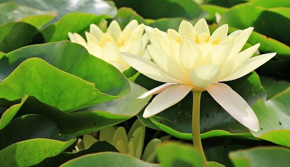 kronblad, Lotus, blad, natur, blomst, have, sommer