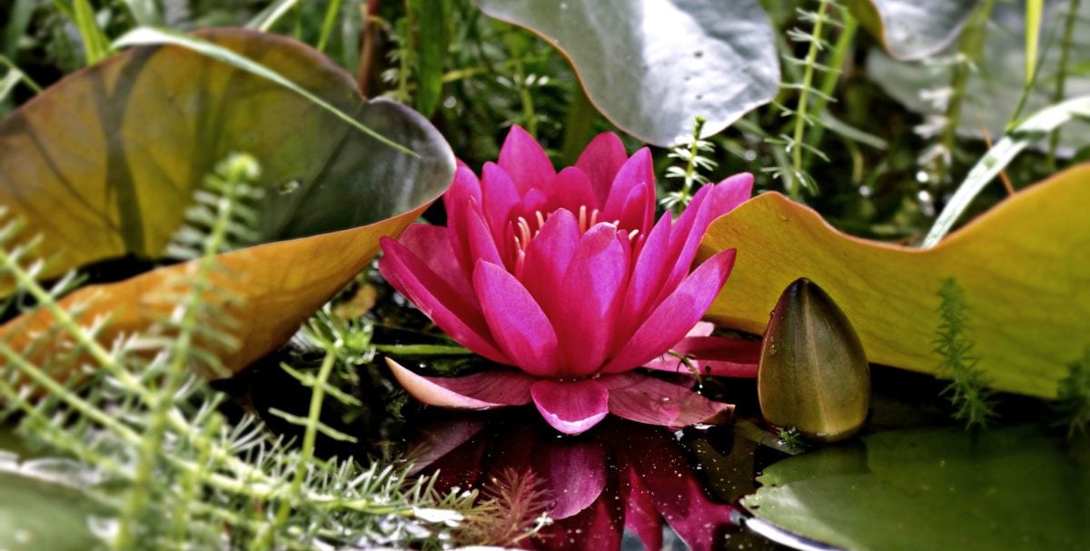 Pink Lotus, have, blad, blomst, natur, sommer, plante, åkande