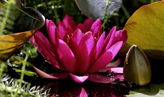 Водяная лилия, Сад, листья, цветок, природа, Лепесток, растение, розовый, цветок