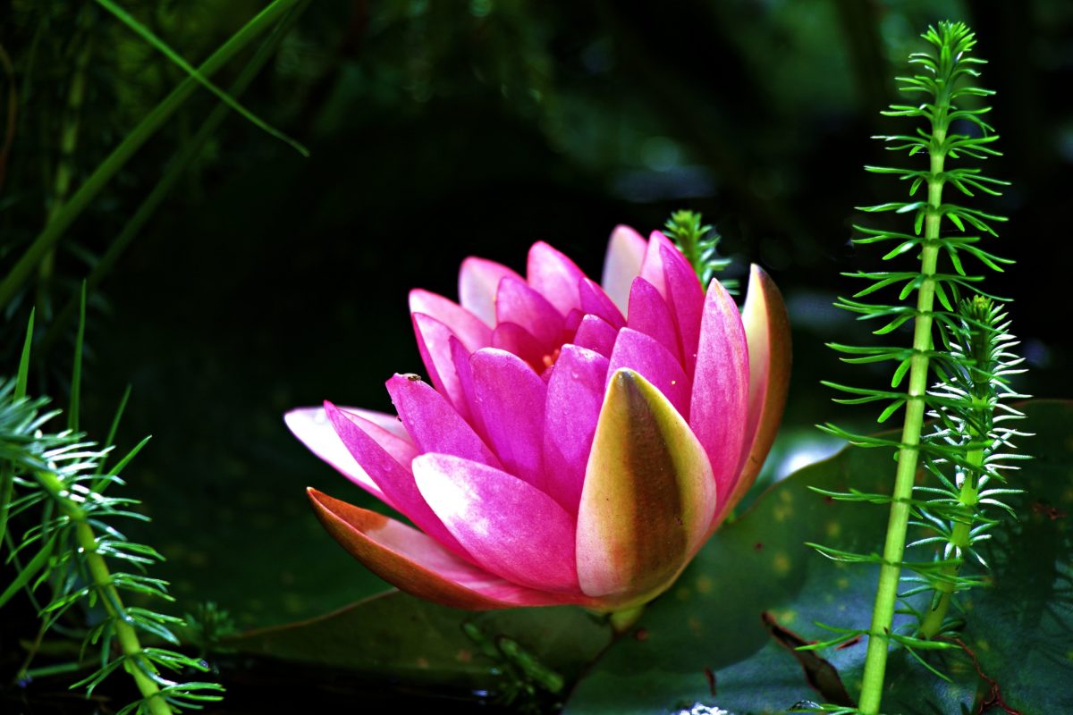 luonto, Puutarha, Pink Flower, Leaf, Lotus, Aquatic, Pink, Plant