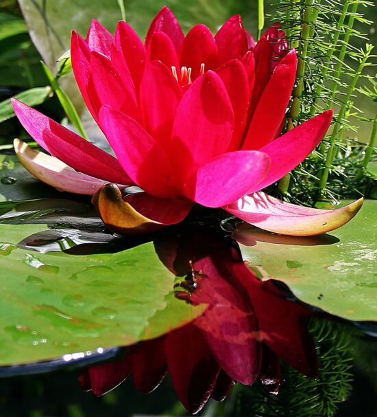 red lotus, flower, nature, summer, leaf, exotic garden